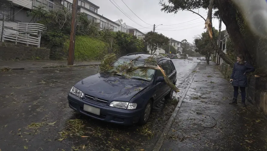 Car on a Wellington street with a storm-fallen gum branch across its bonnet and a cracked windscreen